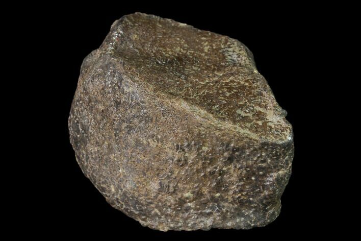 Fossil Ichthyosaur (Opthalmosaurus) Flipper Digit - England #136742